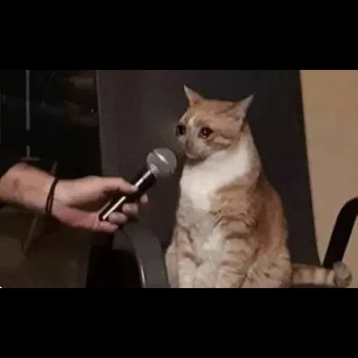 мем кот, кошка мем, кот микрофоном, мем кот микрофоном, плачущий котик микрофоном