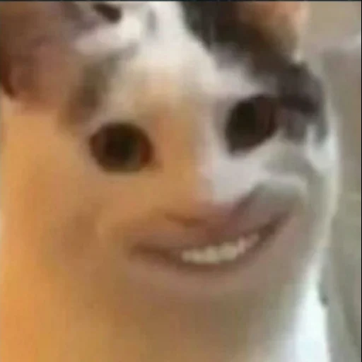 улыбающийся кот мем, кот с человеческой улыбкой мем, мем кот, камеди клаб, кот с человеческой улыбкой