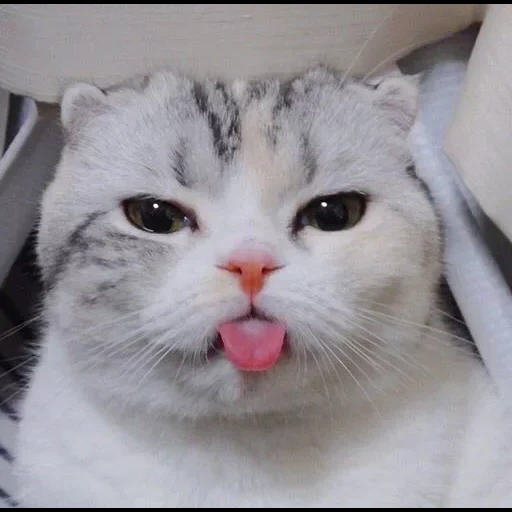 kucing, kucing lucu, kucing itu lucu, kucing itu menunjukkan lidah, kucing terjebak di lidah