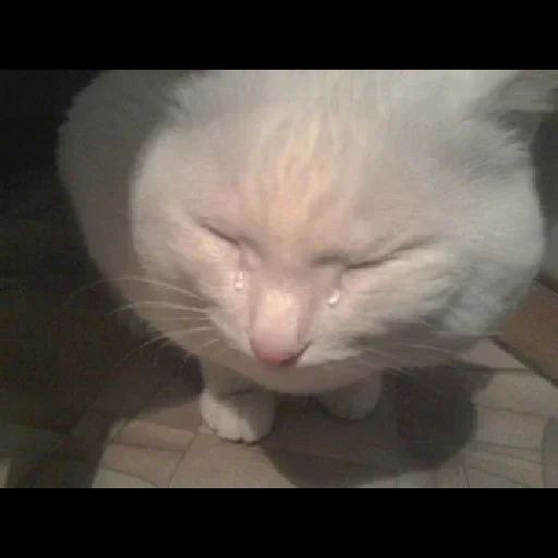 chat, chat pleurant, le chat pleure avec un mème, mème de chat pleurant, chat blanc crie