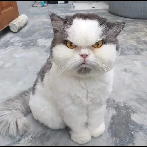 gato enojado, gato insatisfecho, el gato es una cara malvada, un gato serio, gato insatisfecho