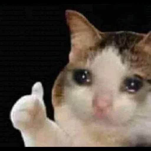 crying cat, gatto che piange, crying cat meme, meme crying cat, pollice di gatto meme