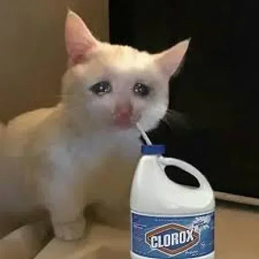 cat, кот, кот плачет мем, заплаканный кот, белая кошка мем