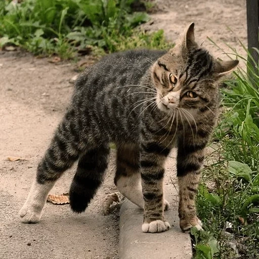 cat, cat barking, hybrid cats, mouse catcher breed, striped cat hybrid
