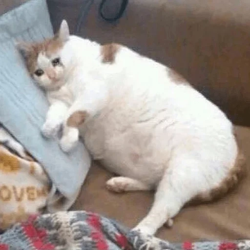 fette katze, fette katze, die katze ist fett, fat cat meme, eine dicke weinende katze