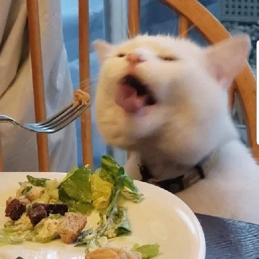 gato, um gato memêmico, o gato está na mesa, um restaurante de meme gato, meme gato na mesa