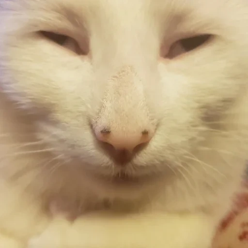 chats, chat, un chat, lit smowj, chat blanc endormi