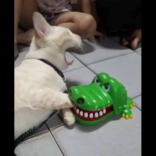 gato, camerofone, crocodilo de gato, os animais são engraçados, kota morde um crocodilo