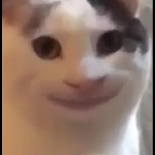 meme cat, smiling-faced cat, cat mouth meme, laughter, cat-human dental meme