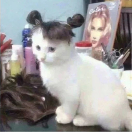 gato, gato, um gato com um estrondo, gato com um meme de bang, o penteado é engraçado