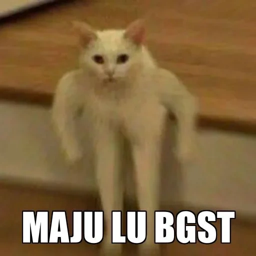mème de chat, cat poke meme, le chat avec un mème, un mème avec un chat blanc, cat prying meme original