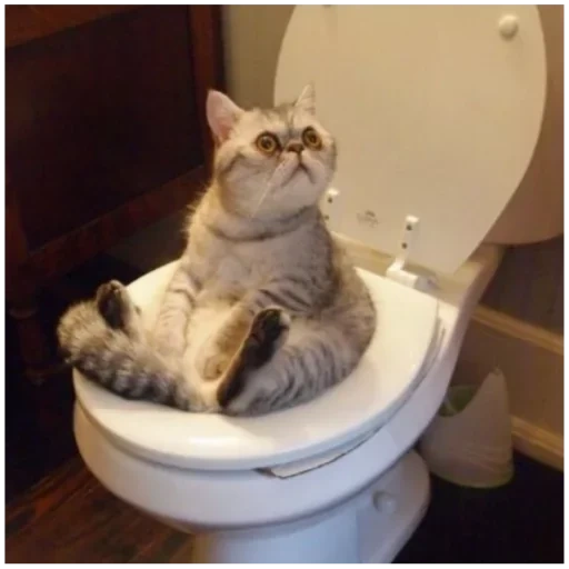chat rofl, le chat est drôle, chats drôles, les chats sont drôles, chats de toilette drôles