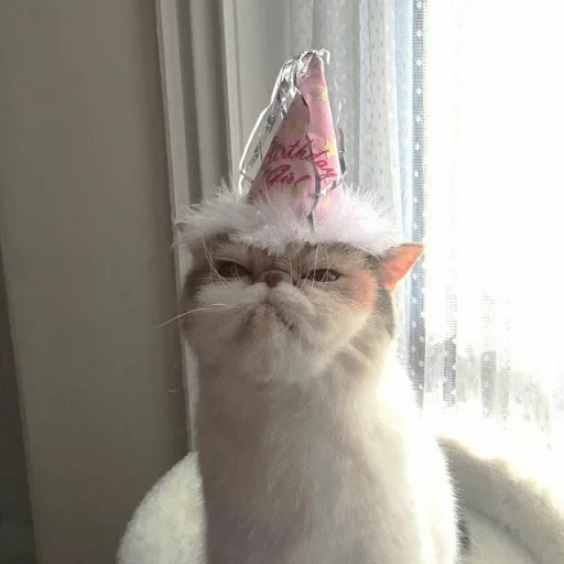 gatto divertente, cappello da cane di mare, gatto divertente, gatto insoddisfatto, gatto di compleanno