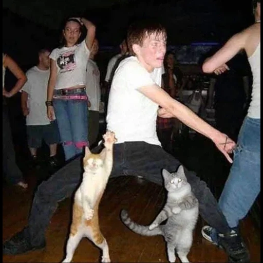 is this a enemy stand user, коты танцуют на дискотеке, кот, коты на дискотеке, сумасшедшая кошка