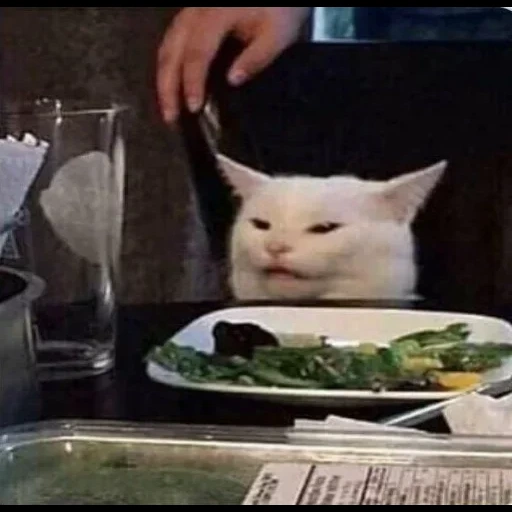 мем с котом за столом, кот из мема за столом, кот за столом, confused cat, кот мем