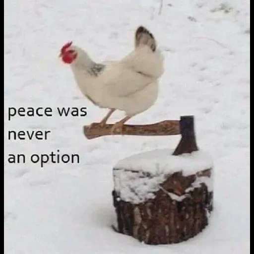 peace was never an option, peace was never an option мем, курица, белая курица, курица сбоку