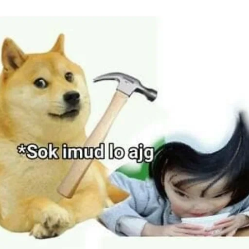 doge, chiens meme, doge mem girl, siba-in doge, doge meme