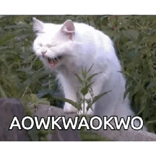 ringing cat, laughing cat, cat, white cat laughs, cat in nettles
