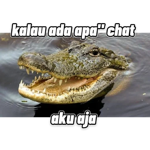 crocodilo aligator, crocodilos, crocodilo alligator kaiman, crocodilo, pen