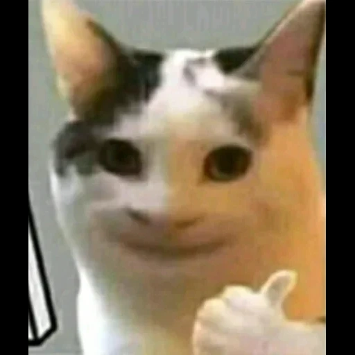 мемный кот улыбается, кот с человеческой улыбкой, кот, животные мемы, мемы