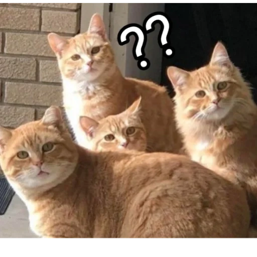 cat, кот, кошка, коты, кот кот