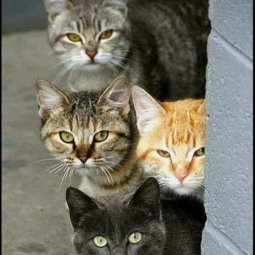 много котов, кот, четыре кота, кошка, cat