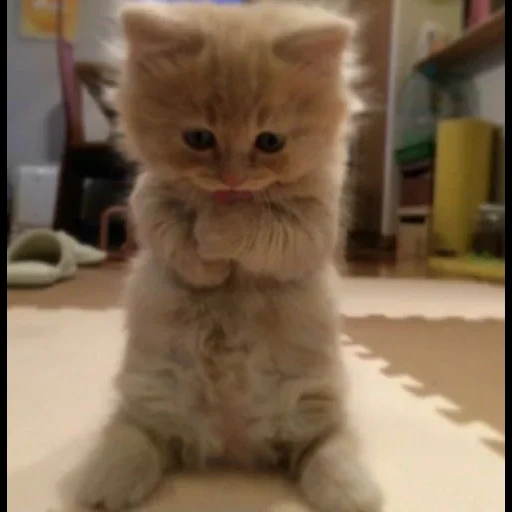 fluffy kitten, cat, cati carini, cats, cat