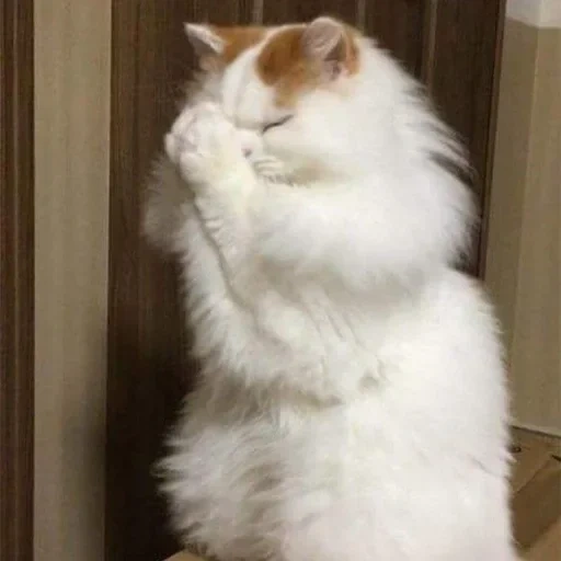 кот, кошка, кот молится, белая кошка, животные кошки