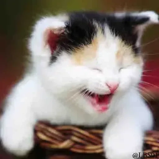 gato risueño, gato sonriente, gato sonriente, gato divertido, gatos divertidos