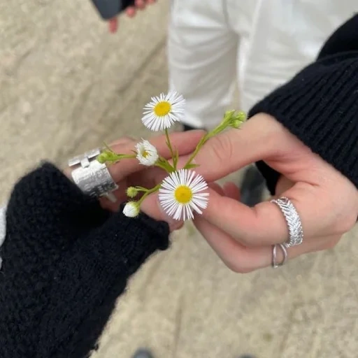 daisy, floret, floral, chamomile flower, the guy who sent daisies