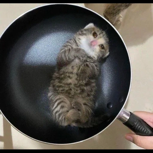 кот, кругом коты, маленький кот, кот сковороде, кот сковородке