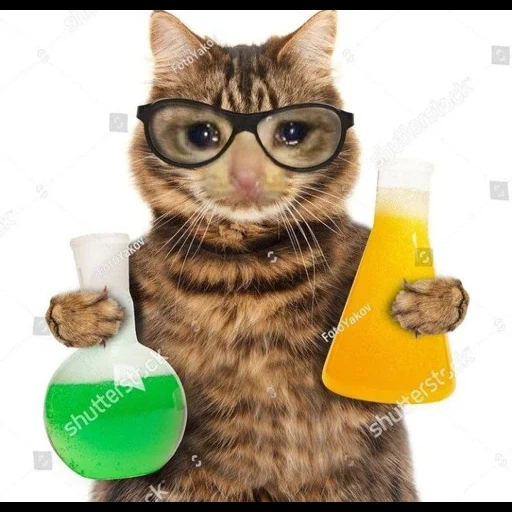 кот, кот химик, кот бутылкой, забавные коты, кошка бухгалтер