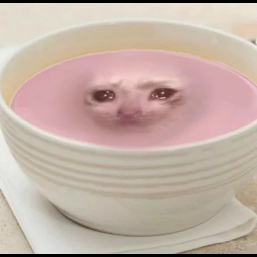мемы, котик, милые котики, йогурт винтаж, good soup кот мем