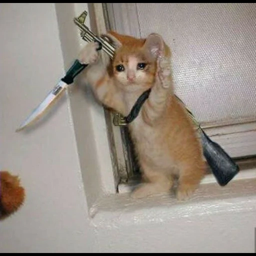 кот, кот ножом, кот заложниках, котик строитель, рыжий кот ножом