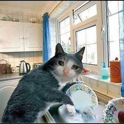 кот, кошка кухне, кот хозяюшка, кот убирается, кот моет посуду