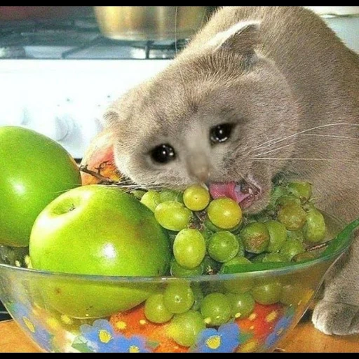 кот, кот обжора, кот смешной, кошки фрукты, котик фруктами