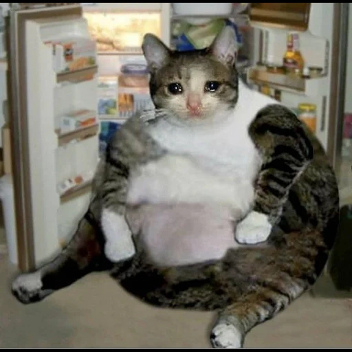 жирный кот, кот толстый, толстый котик, кошка объелась, обожравшийся кот