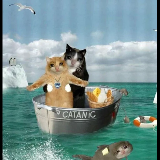 кот, коты, котаник, кот море, котик лодке