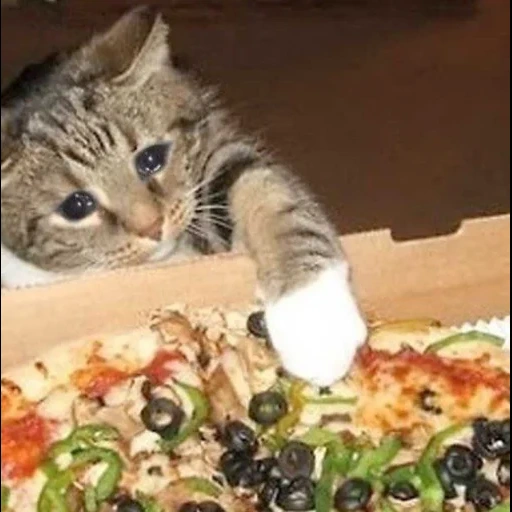 кошки, кошка, кот пицца, кот ест пиццу, смешные животные