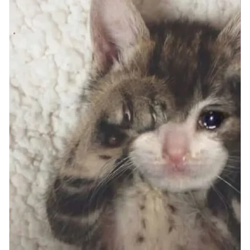 кот, кошка, кошечка, грустный котенок, милый котенок плачет