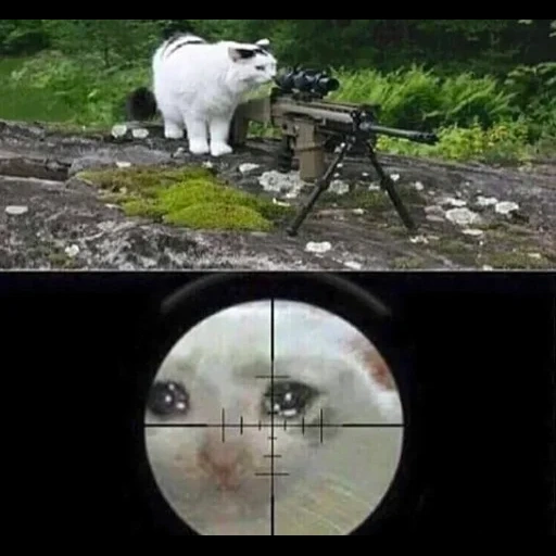 военный, кот снайпер, снайпер мем, кошка снайпер, простмем свалка баянов