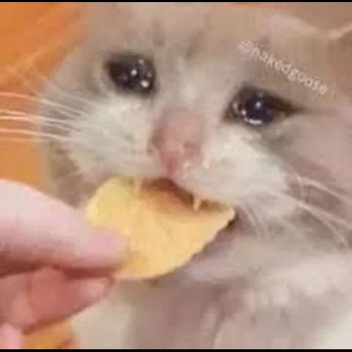 кот, котик, кошка, плачущие коты, плачущий кот ест