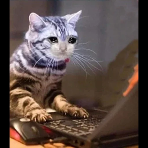 кот, cat, котик, кошечка, кот геймер
