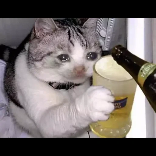 кошка, пьющий кот, пьяные коты, котики смешные, милые котики смешные