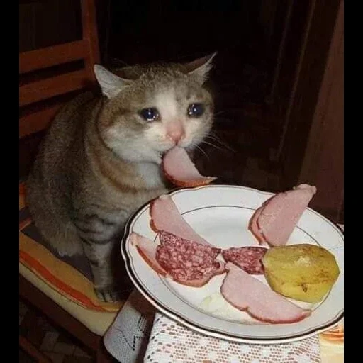 кот, котик, животные милые, голодный котик, кот ворует колбасу