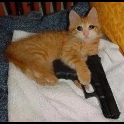 кот ружьем, кот оружием, кот пистолетом, котик пистолетом, рыжий кот пистолетом