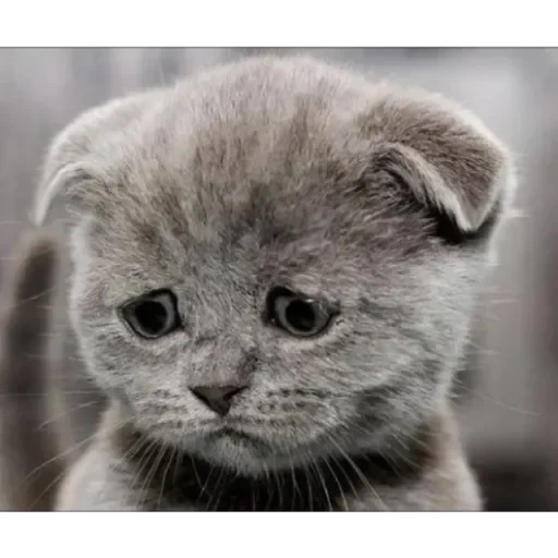 печалька, грустный кот, котенок серый, котик грустный, грустный котенок