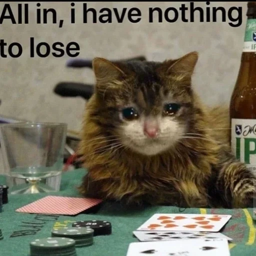 кот, кошка, коты покер, кот покерист, азартный кот
