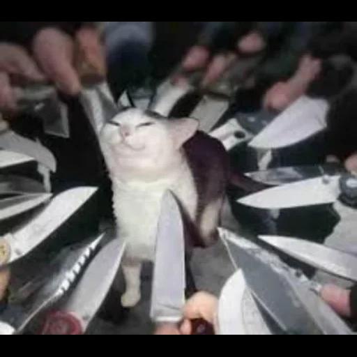 smug cat, кот ножом, кот ножом мем, кот ножами вокруг, котик окруженный ножами