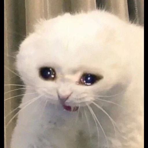кошка, плачущие коты, плачущий котик, грустный котик, грустный котик мем